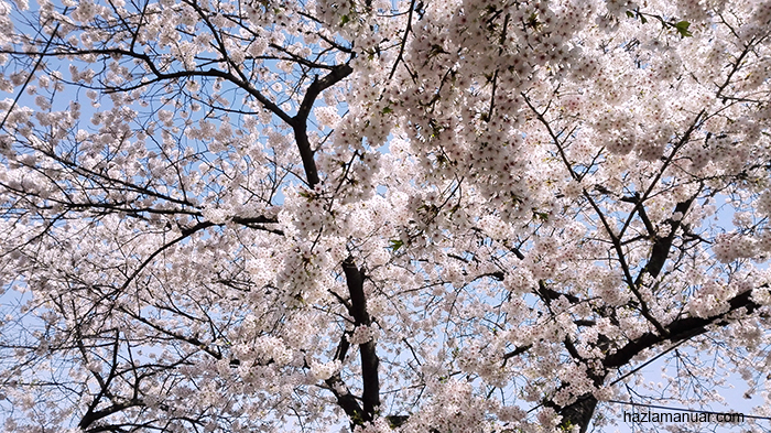 Cherry blossom flower tree