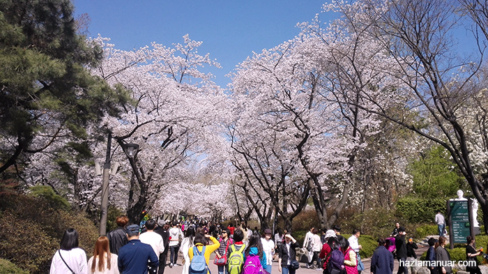 Hallway to see cherry blossom